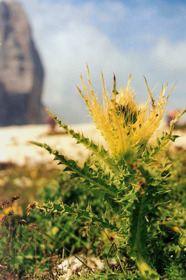 Pod Tre Cime di Lavaredo