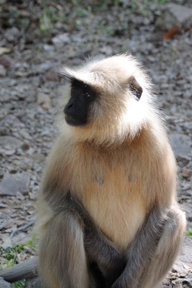 Lemur czarnotwarzowy