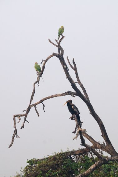 Ptaki w Keoladeo