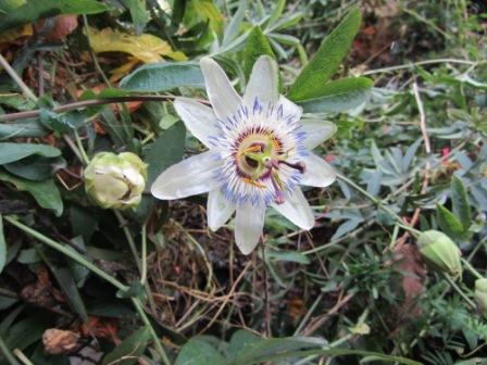 Passiflora w Ogrodzie Biblijnym